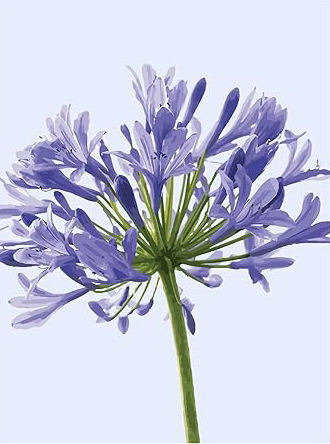 Color As Picture Shown