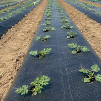 Film de paillage agricole perforé en plastique noir/blanc/argenté sur mesure, 1,2 m x 400 m, économique
