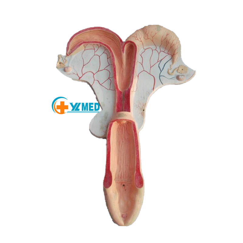 Medical Sheep Uterus Anatomy Model and