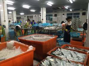 Pescado de sardina congelado al mejor precio - Product Image 4