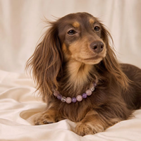 Collier de luxe en cristal pour animaux de compagnie, style princesse, réglable, avec strass scintillants, pour chiots, avec boîte cadeau pour petits chiens