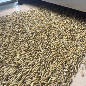 Larve di Mosca Soldato Nera Essiccate 100% Naturali di Alta Qualità, Mangime per Uccelli, Polli e Anatre - Product Image 6