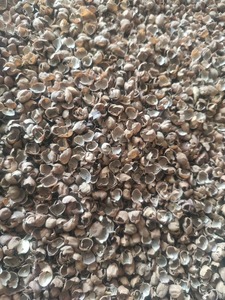 Coques de pois chiches noires de qualité supérieure pour l'alimentation animale et la volaille – Ingrédient riche en fibres, coques de pois chiches naturelles en vrac - Product Image 5