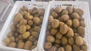 Kiwifruit Verde de Alta Calidad, el Más Vendido, Fresco y Dulce, Directo de Granja China, Proveedor Mayorista a Granel - Product Image 3
