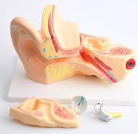 Ressources pédagogiques : Modèle géant d'oreille humaine, modèle d'enseignement médical, modèle d'anatomie humaine