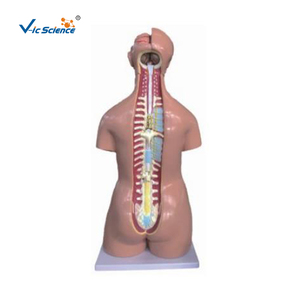 40 bộ phận Kích thước cuộc sống tình dục kép thân với mô hình thân người mở trở lại mà không có đầu thân người - Product Image 2