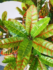 Codificación Artificial de bonsái, aspecto resaltado, planta en maceta, Croton falso, 70/110/150cm, tamaño personalizado - Product Image 4