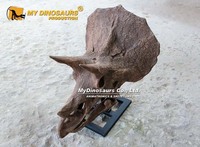 Crâne de Triceratops MyDino pour exposition