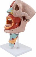 Modèles anatomiques grandeur nature de la science médicale : Muscles pharyngés, larynx, bouche, nez, langue, muscles faciaux, organes médicaux