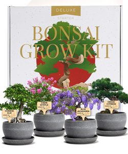 Promotion Kit Complet <span class=keywords><strong>de</strong></span> Bonsaï Biologique, Kit <span class=keywords><strong>de</strong></span> Démarrage <span class=keywords><strong>de</strong></span> Bonsaï, Jardin Intérieur, Kit <span class=keywords><strong>de</strong></span> Démarrage <span class=keywords><strong>de</strong></span> Jardinage, Cadeaux <span class=keywords><strong>de</strong></span> Jardinage <span class=keywords><strong>pour</strong></span> Femmes et Hommes - Product Image 5