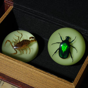 ユニークに設計された半円形レシン紙重量本物の剥製サソリでルーサイト装飾ハロウィーンの装飾のための完璧なお土産 - Product Image 5