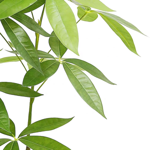 Árboles de dinero artificiales de alta calidad para árboles de dinero artificiales de interior planta de árbol de dinero Pachira - Product Image 5