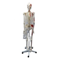 Modelo de Esqueleto Humano de 170 cm con Marcas de Origen e Inserción Muscular, Modelo de Anatomía Ósea de Cuerpo Completo para Enseñanza Médica