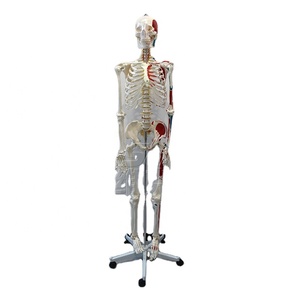 Modelo de Esqueleto Humano de 170 cm con Marcas de Origen e Inserción Muscular, Modelo de Anatomía Ósea de Cuerpo Completo para Enseñanza Médica - Product Image 6