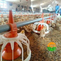 Équipement d'élevage avicole en plein air entièrement automatique, poulailler plat en plastique pour poulets de chair, abri de sol avec mangeoire et abreuvoir