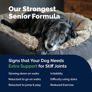 Integratore per Articolazioni di Cani Anziani OEM/ODM - <span class=keywords><strong>Compresse</strong></span> Masticabili a Base Vegetale con Glucosamina, Condroitina e Cozza Verde per il Sollievo dal Dolore - Product Image 5