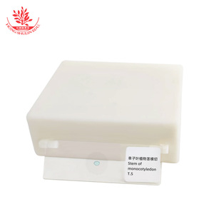 Preparaciones botánicas en diapositiva para observar los fascículos vasculares de tallos de monocotiles y tallos de maíz (familia de las gramíneas). - Product Image 2