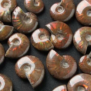 Đá Màu Hóa Thạch Cầu Vồng <span class=keywords><strong>T</strong></span>ự Nhiên Đá Hóa Thạch Ammonite Được Đánh Bóng Hóa Thạch <span class=keywords><strong>Conch</strong></span> - Product Image 5