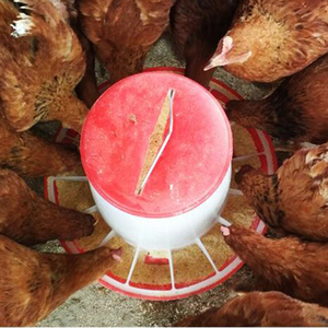 Chicken <strong>Duck</strong> Bird <strong>Feeders</strong> Plastic Automatic Food <strong>Feeder</strong> Chicken Equipment Feeding Bucket - Product Image 3