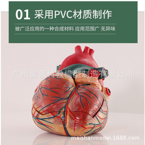 Modèle de cœur humain agrandi 5 fois, échographie Doppler couleur, modèle d'anatomie cardiaque, modèle de valve endocardeenne. - Product Image 3