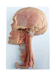 Modello Anatomico Premium a Grandezza Naturale di Testa e Collo con Vasi Sanguigni e Nervi per l'Insegnamento nelle Scuole Mediche e lo Studio Clinico - Product Image 5
