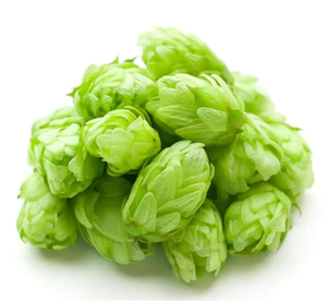 ハーブホップスエキス 水溶性 天然ホップス花エキス 健康補助食品用 - Product Image 2