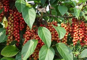 Suprimento de Fábrica Extrato de Schisandra Chinensis Schisandrin 1% 2% 5% 9% 10% em Pó - Product Image 5