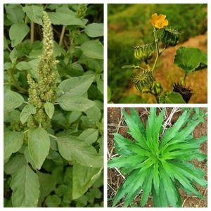 <strong>Herbicides</strong> HYH Factory Direct Sales Products Sample Supply Weedkiller Control Diflufenican Powder <strong>Weeds</strong> Safe Delivery High - Product Image 6