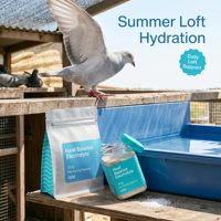 Supplément d'électrolytes professionnel pour pigeons pour la récupération post-course, la réhydratation rapide et l'amélioration de l'endurance – Marque privée, usine source