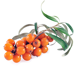 Bán buôn 100% tinh khiết tự nhiên hữu cơ cây hắc mai biển chiết xuất từ quả bột đóng băng khô cây hắc mai biển bột - Product Image 2