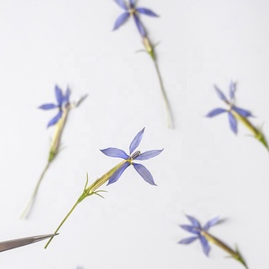 12 stelle pz/pacco floreale naturale <span class=keywords><strong>blu</strong></span> per resina arte artigianale cornice candela <span class=keywords><strong>e</strong></span> Reed diffusore vero fiore pressato - Product Image 1