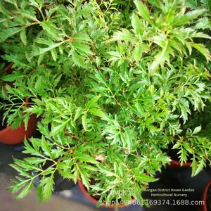 Tanaman Ficus Berdaun Halus dalam Pot untuk Ruang Tamu, Tanaman Hijau Indoor, Pohon Uang, Batang Pohon Selalu Hijau, Empat Musim, Pemurni Udara, Model Cina 050305 - Product Image 2