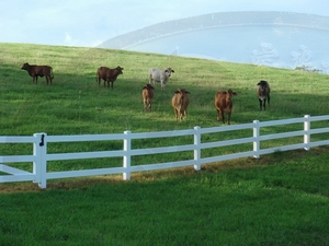 공장 공급 <span class=keywords><strong>2</strong></span>/3/4 레일 비닐 PVC 말 방목장 울타리 포스트 목장 농장 화이트 핫 세일 - Product Image 3