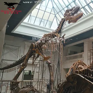 מכירה לוהטת דינוזאור דגם מאובנים חיים גודל דינוזאור רקס שלד