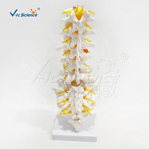 Modèle d'enseignement d'<span class=keywords><strong>anatomie</strong></span> orthopédique de la colonne vertébrale humaine (lombaire, sacrum, coccyx) avec disque intervertébral et racine nerveuse - Product Image 5