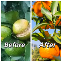 Engrais liquide au calcium et au bore Agrinorm, qualité supérieure, 100 % soluble dans l'eau, pour l'agriculture, vente en gros d'usine