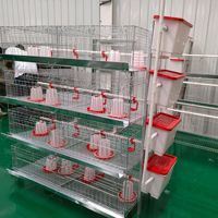 Nouveau système de cage d'élevage HK H-4-Tier à haute résistance à la corrosion pour poussins, avec élimination automatique du fumier et longue durée de vie pour la volaille