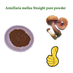Suplemento para la Salud, Extracto de Hongo <span class=keywords><strong>Armillaria</strong></span> <span class=keywords><strong>Mellea</strong></span>, Extracción por Solvente, Polvo Puro, Empaquetado en Tambor - Product Image 2