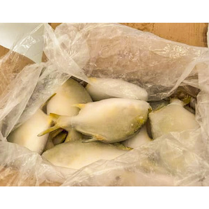 Venta Directa al por Mayor de Pescado Pomfret Dorado Congelado, Pompano Criado en Granja, Buen Precio, <span class=keywords><strong>Trachinotus</strong></span> <span class=keywords><strong>Ovatus</strong></span> - Product Image 5