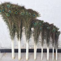 Plume de paon naturelle véritable 100-110 CM, plumes à grands yeux pour bijoux DIY, décoration intérieure, plume de paon