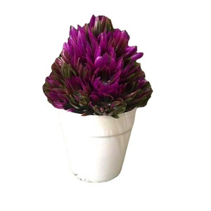 Plante succulente artificielle Qi Xing en pot 10x18 cm, ornement d'intérieur en plastique vert - Product Image 4