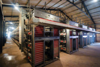 Prix usine Nouveau équipement avicole entièrement automatique de type H, cage à poulets en batterie multi-niveaux pour l'élevage, galvanisée à chaud