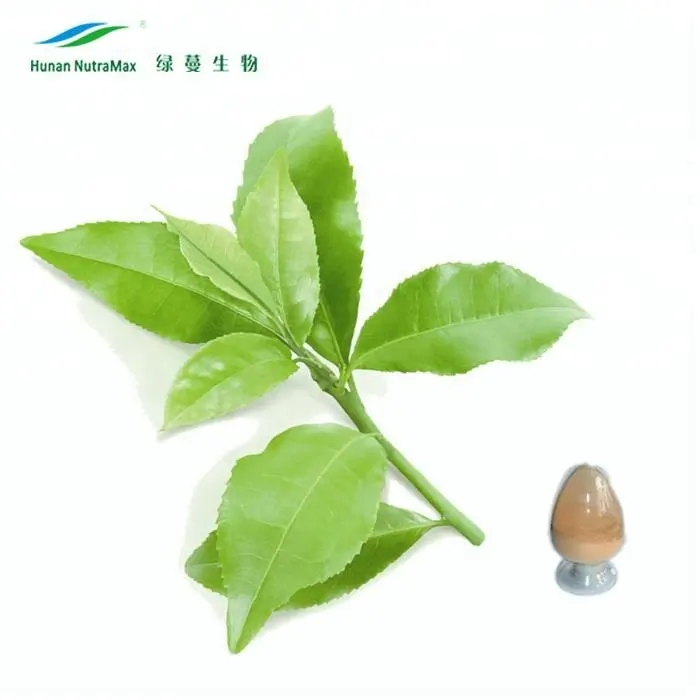 Best Sale Green Tea Liquid Extract Powder Catechin Gallate Tea Polyphenols Extract 98% L-Theanine