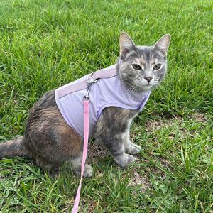Ensemble <span class=keywords><strong>Harnais</strong></span> et Laisse pour Chat et Chiot, Motif Dessin Animé Personnalisé, Vêtement de Voyage et de Promenade pour Chaton, T-shirt en Tissu pour Chien et Chat, Vêtements pour Animaux de Compagnie - Product Image 5