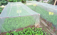 Filets anti-insectes agricoles en PE de qualité supérieure, blancs, avec protection UV, durée de vie de 4 à 5 ans et service de découpe pour serres