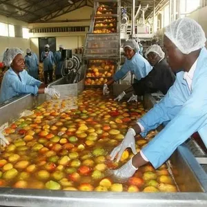 Machines de traitement de la pulpe de mangue Machine de fabrication de confiture de mangue Ligne de production de purée de mangue