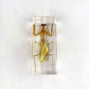 사마귀 곤충 내장 표본 - Product Image 1