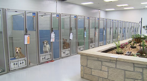 Abri pour chiens de luxe de qualité supérieure 304 chenils pour chiens en acier inoxydable isolation complète panneaux HDPE fermeture à bouton verre métal Cage pour chien - Product Image 6