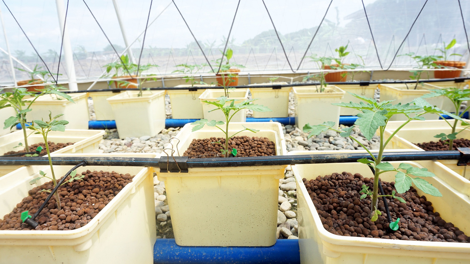 5 gallon bucket hydroponic lid with trellis