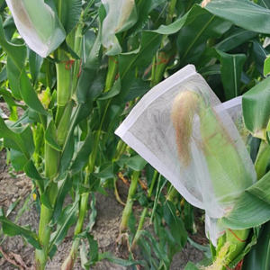 ถุงตาข่ายกันแมลง ถุงป้องกันแมลงสำหรับผลไม้ เช่น <span class=keywords><strong>มะม่วง</strong></span> สตรอว์เบอร์รี องุ่น ถุงตาข่ายขนาดเล็กป้องกันศัตรูพืช - Product Image 5